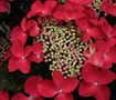 Lady In Red Hydrangea