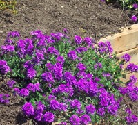 Homestead Purple Verbena Picture