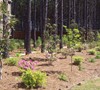 Formosa Azalea