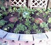 Raised Bed Picture