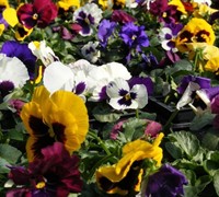 Delta Mix Pansy With Blotch Picture