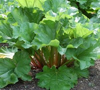 Rhubarb Picture