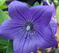 Sentimental Blue Balloon Flower Picture