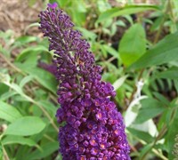 Black Knight Butterfly Bush Picture