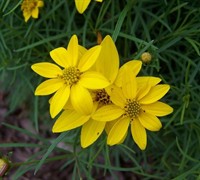 Zagreb Coreopsis Picture