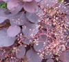 Royal Purple Smoke Tree