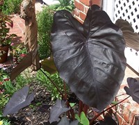 Diamond Head Elephant Ear Picture