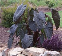 Diamond Head Elephant Ear Picture
