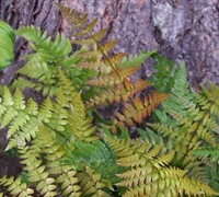 Autumn Fern Picture