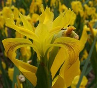 Yellow Flag Iris Picture
