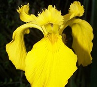 Yellow Flag Iris Picture