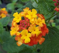 Miss Huff Hardy Lantana Picture