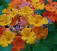 Sonset Lantana Picture