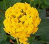 New Gold Lantana