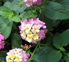 Pink Caprice Lantana