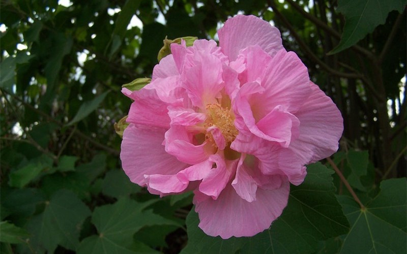 Confederate Rose Hibiscus
