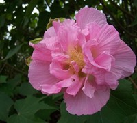 Confederate Rose Hibiscus Picture
