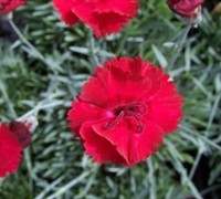 Fire Star Dianthus Picture