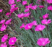 Neon Star Dianthus Picture