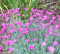 Firewitch Dianthus Picture
