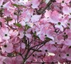 Stellar Pink Dogwood