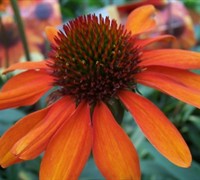 Tiki Torch Coneflower Picture