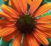 Tiki Torch Coneflower