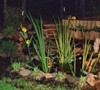 Garden Pond