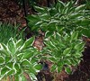 Thomas Hogg Hosta