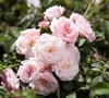 Sweet Drift Rose