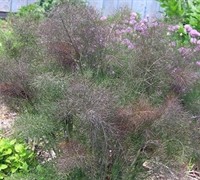 Bronze Fennel Picture