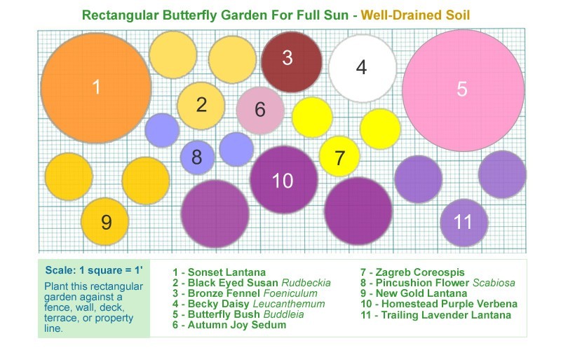 Butterfly Garden for Full Sun