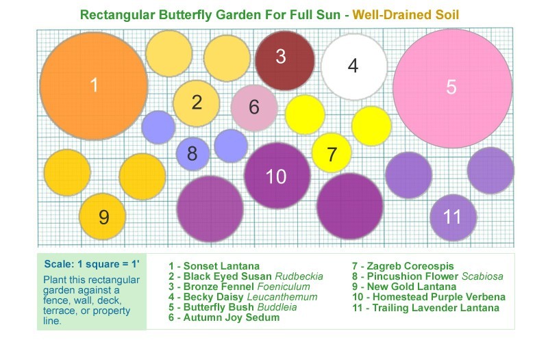 Butterfly Garden Full Sun