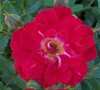 Red Drift Rose