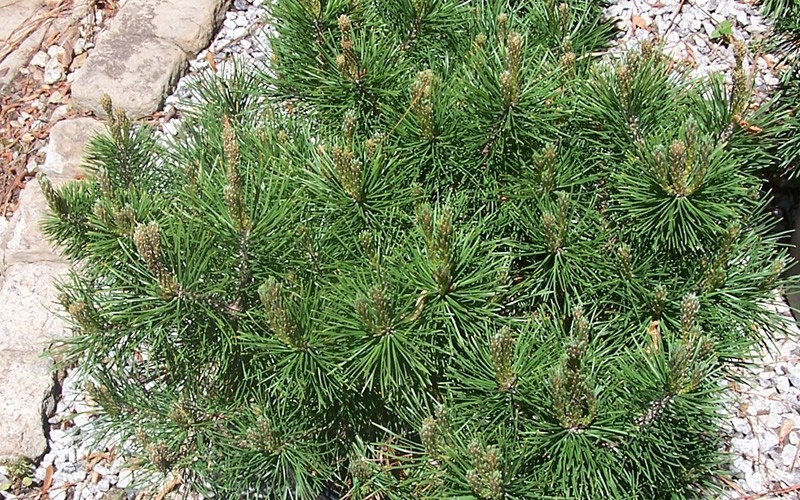 Mugo Pine 'Pumilio'