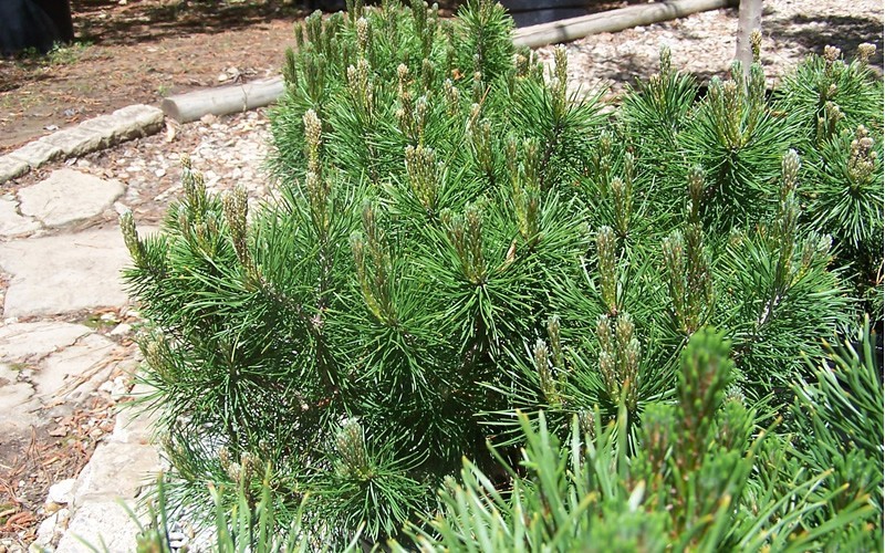 Pumilio Mugo Pine