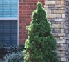 Dwarf Alberta Spruce