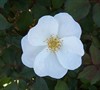 White Out Rose