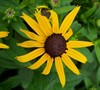 Black Eyed Susan