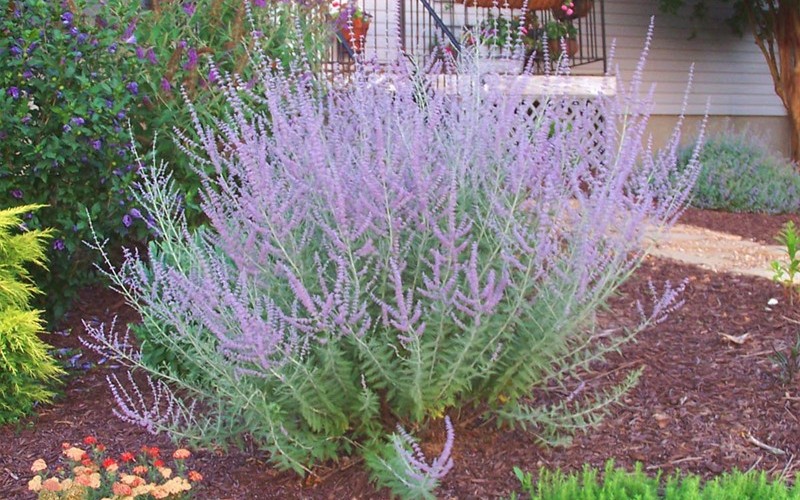 russian-sage-perovskia-atriplicifolia-knecht-s-nurseries-landscaping