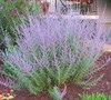 Russian Sage