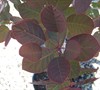 Velvet Cloak Smoke Tree