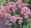 Sedum and Frogmorrah