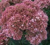Autumn Joy Sedum
