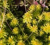 Angelina Sedum
