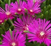 Hardy Purple Ice Plant