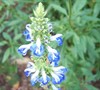 Bog Salvia
