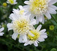 Japanese Aster Picture