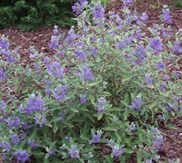 Blue Mist Shrub Picture