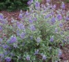 Blue Mist Shrub
